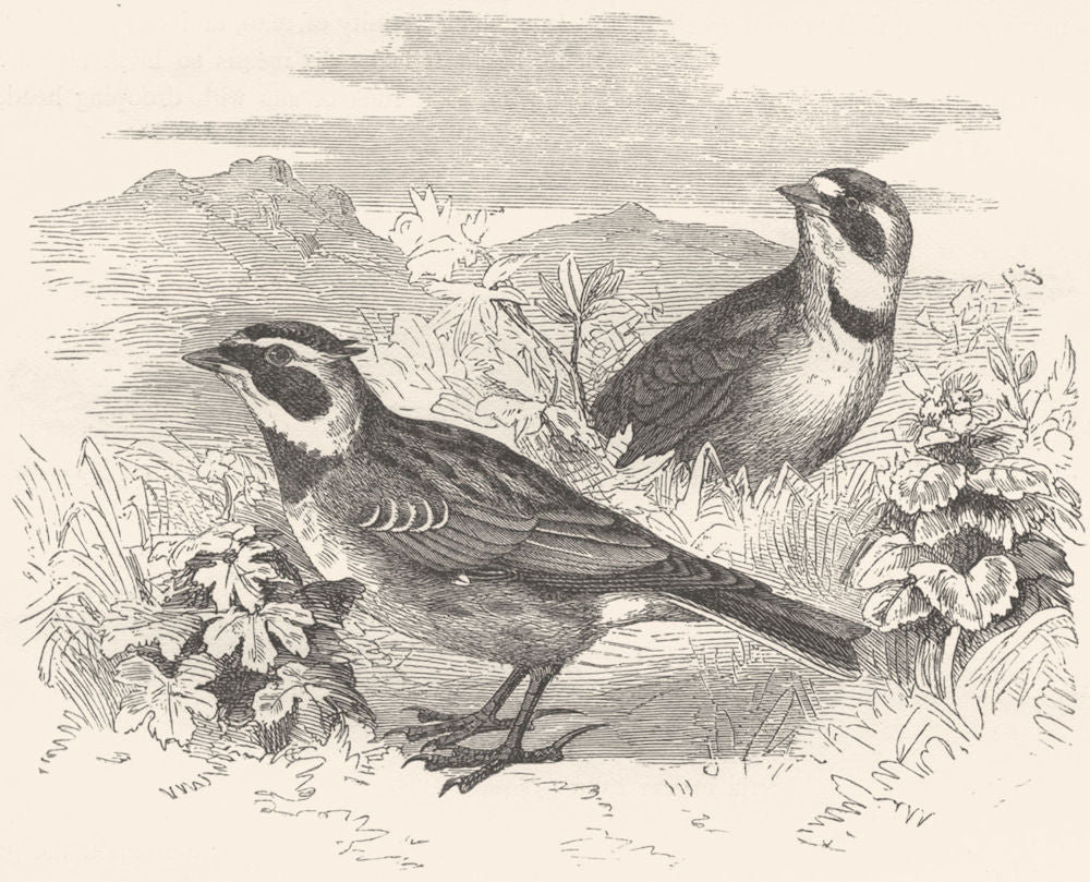 BIRDS. Passerine. Lark. Alpine c1870 old antique vintage print picture